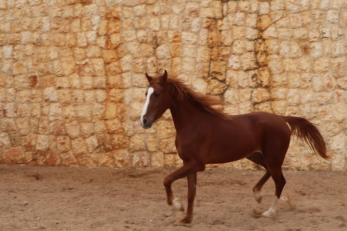 Horse Riding in Koura