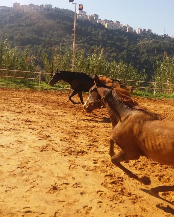 Pegasus Horse Riding Club