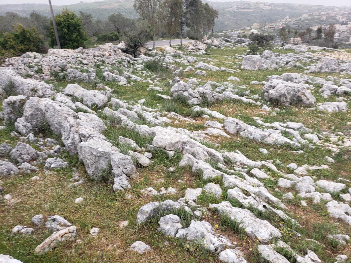 Rocky Plain Bent Jbeil