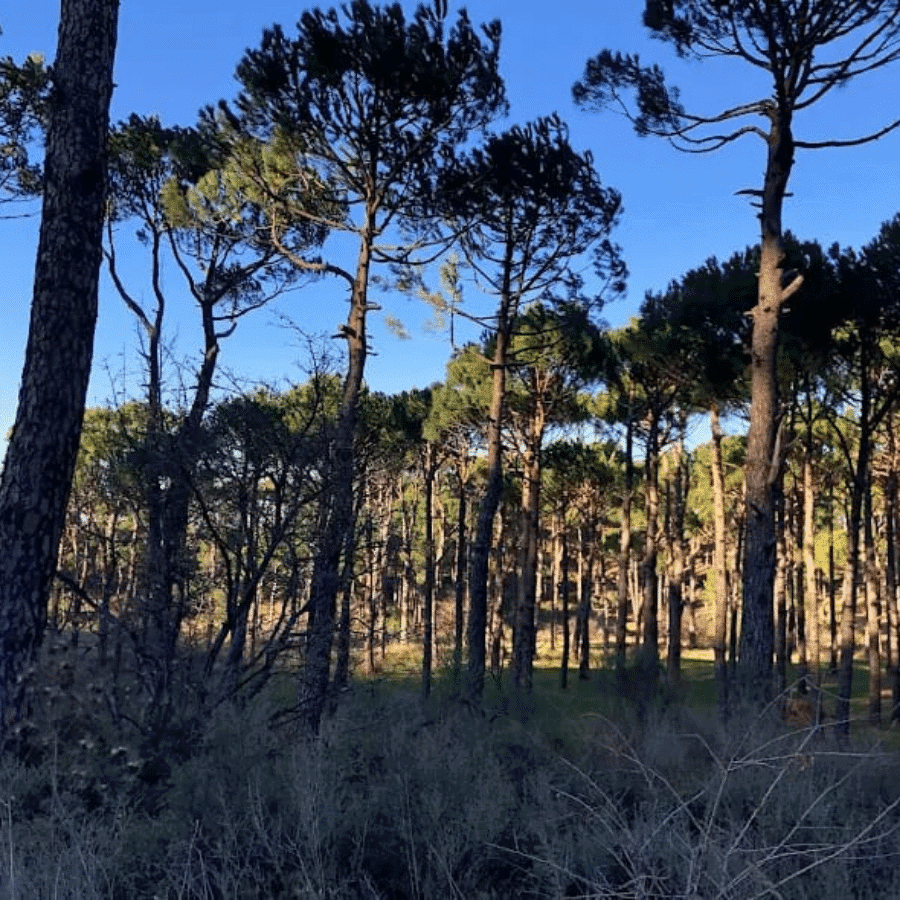 Chbanieh Forest